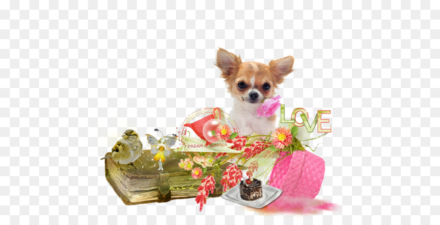 Chihuahua，Cachorro PNG