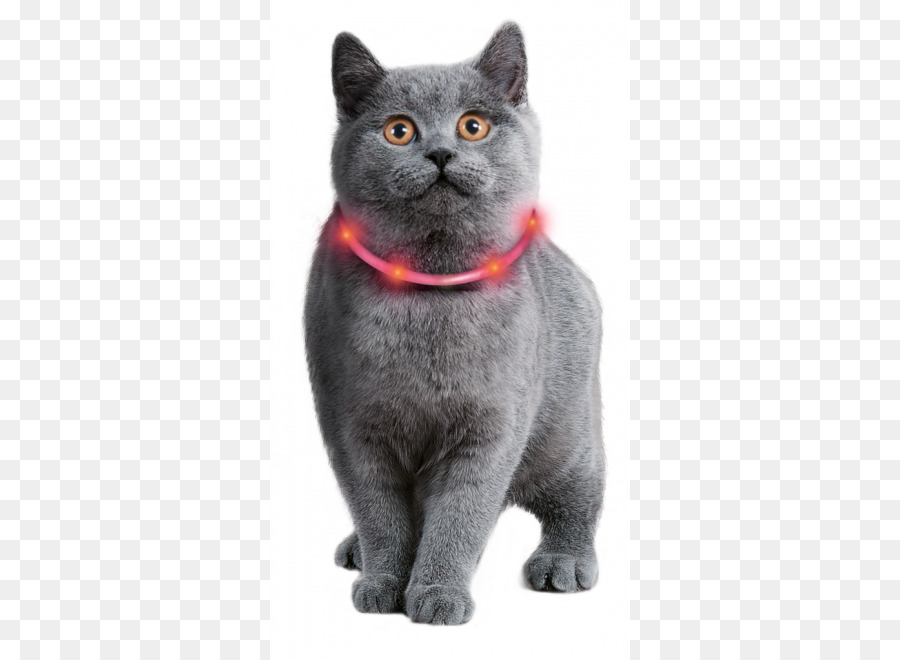 Gato，Perro PNG