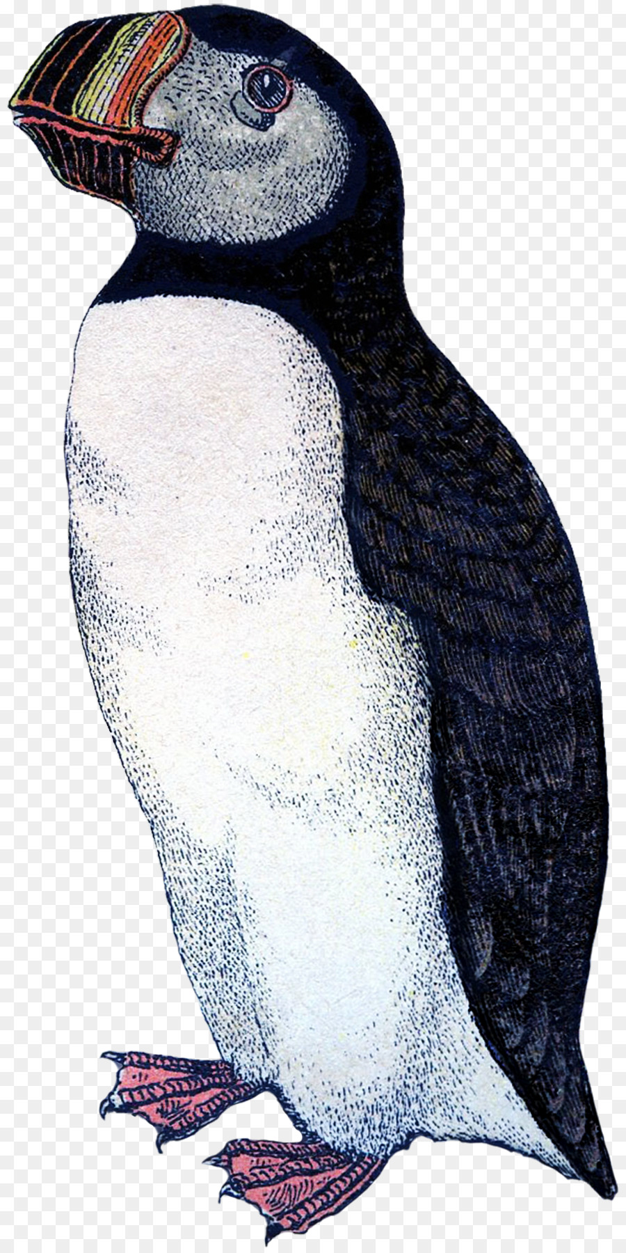 Frailecillo，Pingüino PNG