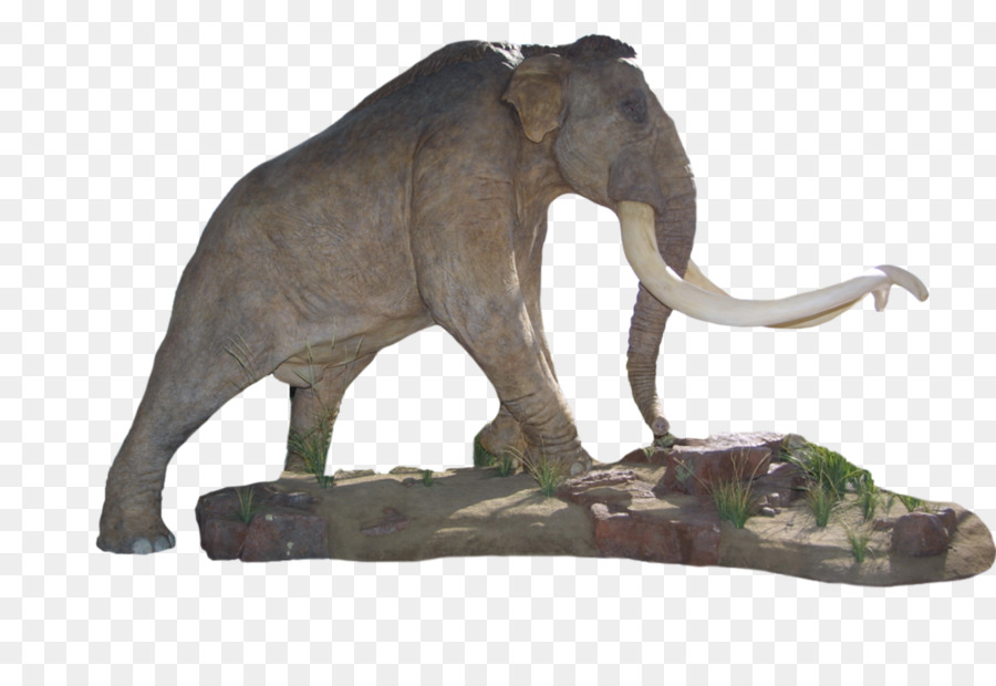 Elefante Indio，El Elefante Africano PNG