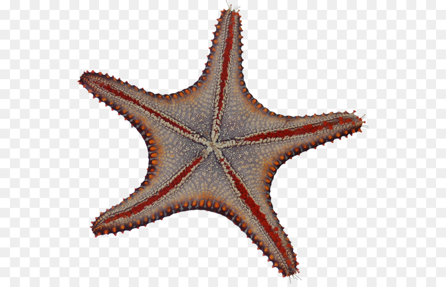 Estrella De Mar，Los Equinodermos PNG