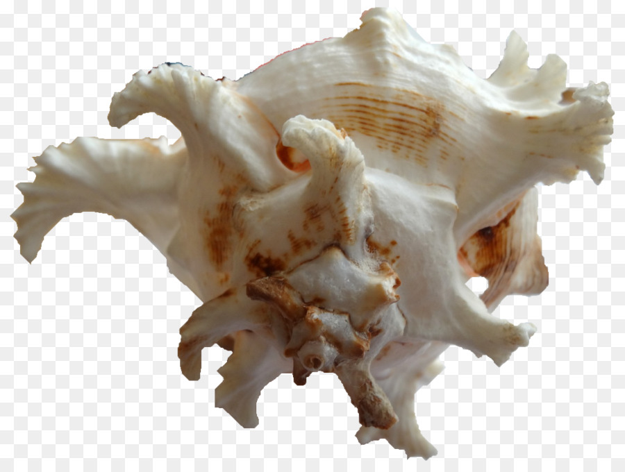 Concha，Shankha PNG