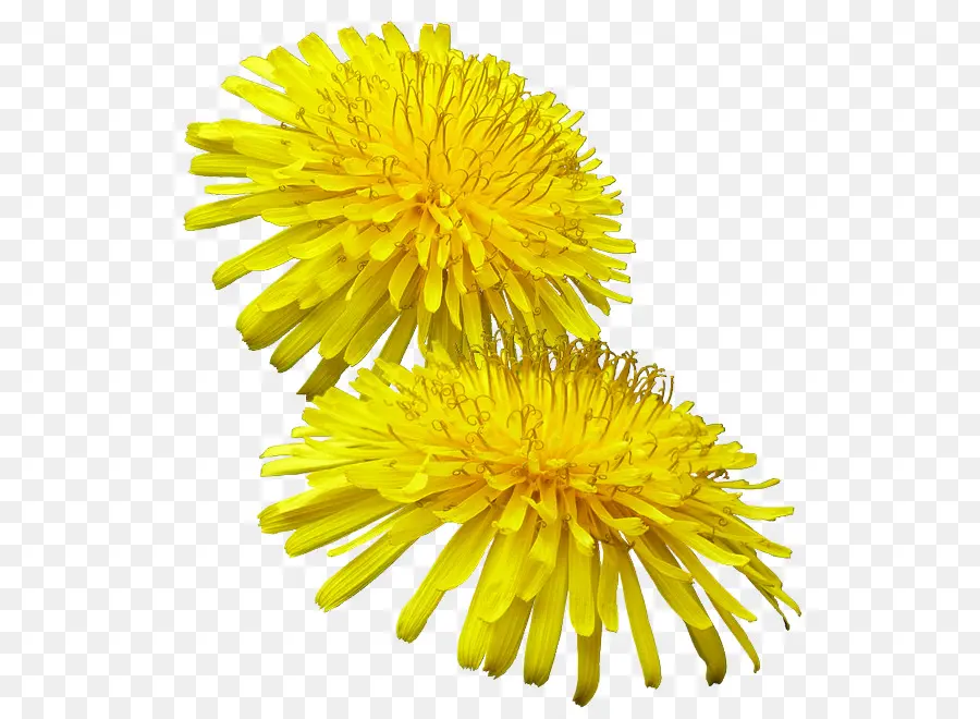 Flor，Amarillo PNG