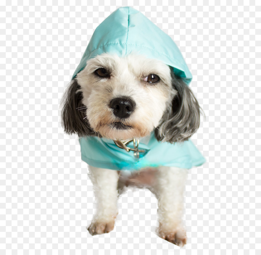 Perro En Impermeable，Mascota PNG