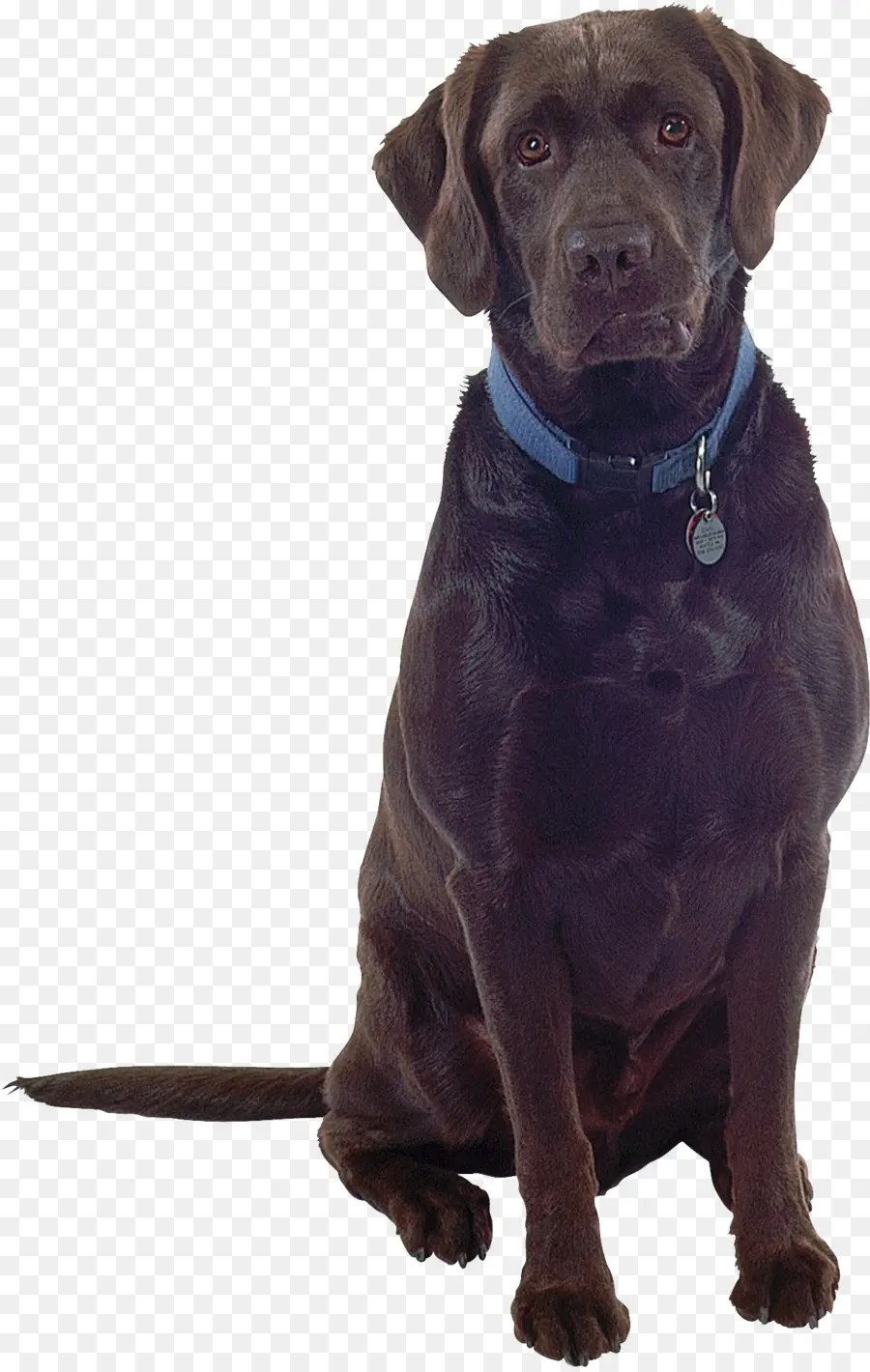 Perro，Mascota PNG