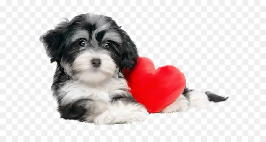 Havanese Perro，Cachorro PNG