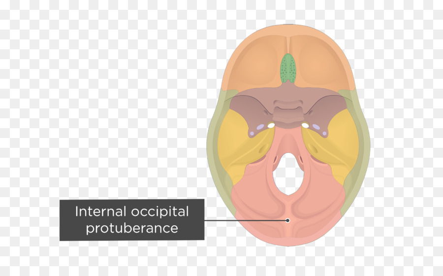 Hueso Occipital，Canal Del Hipogloso PNG