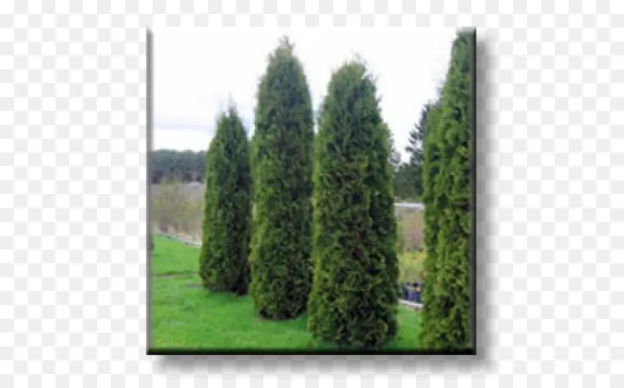 Abeto，Arborvitae PNG