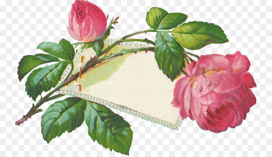Las Rosas De Jardín，Ansichtkaart PNG
