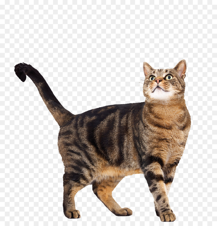 Gato，Perro PNG