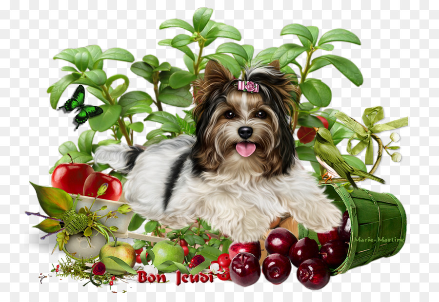 Yorkshire Terrier，Shih Tzu PNG