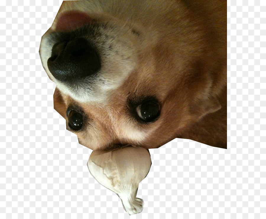 Raza De Perro，Cachorro PNG