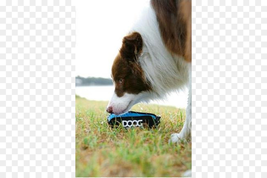 Raza De Perro，Border Collie PNG