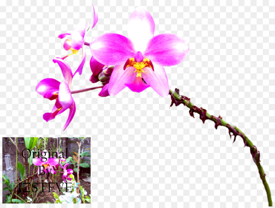 Phalaenopsis Equestris，Las Orquídeas Cattleya PNG