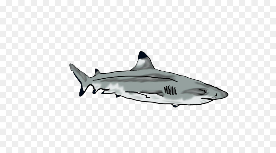 Tiburón Tigre，Tiburones Miserables PNG