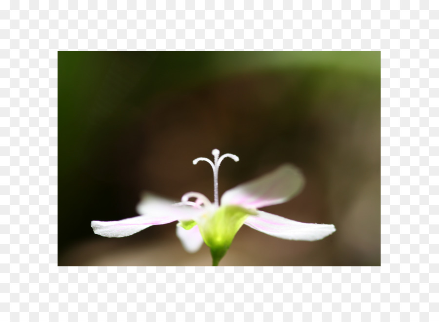 El Estigma，Flor PNG