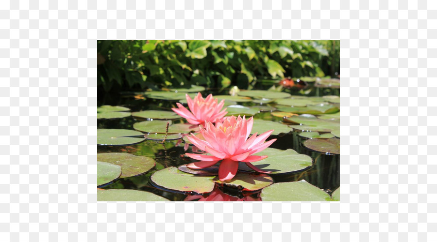 Nelumbo，El Jardín Botánico De PNG