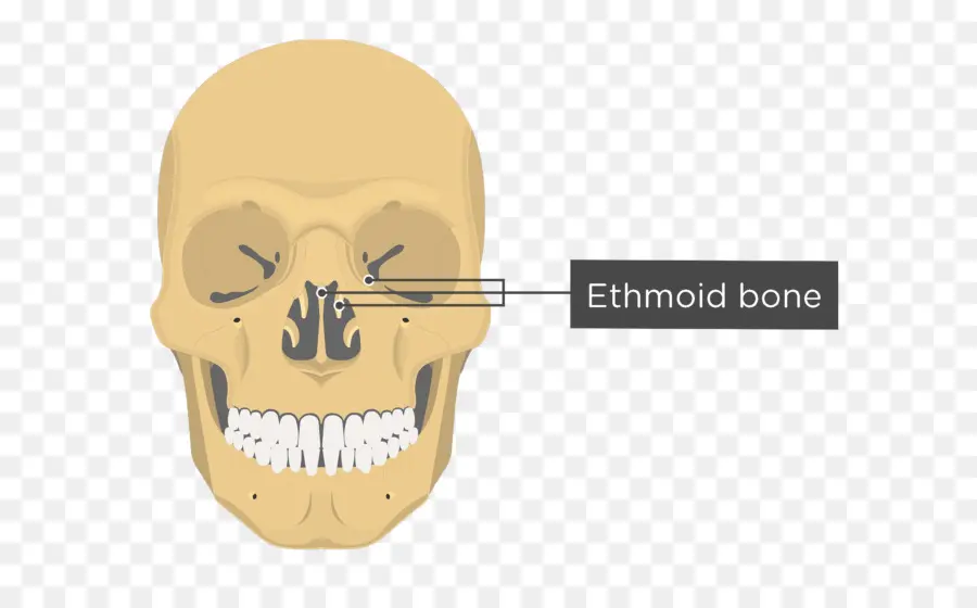 Vomer，Hueso Lacrimal PNG