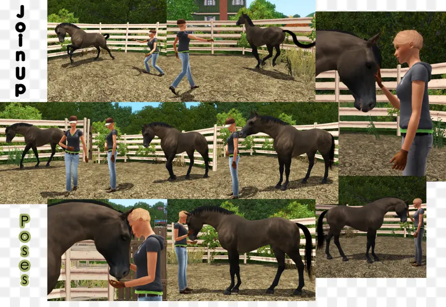 Entrenamiento De Caballos，Caballo PNG