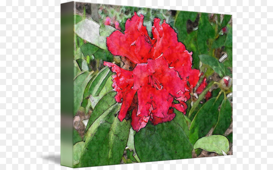 Azalea，Canna PNG