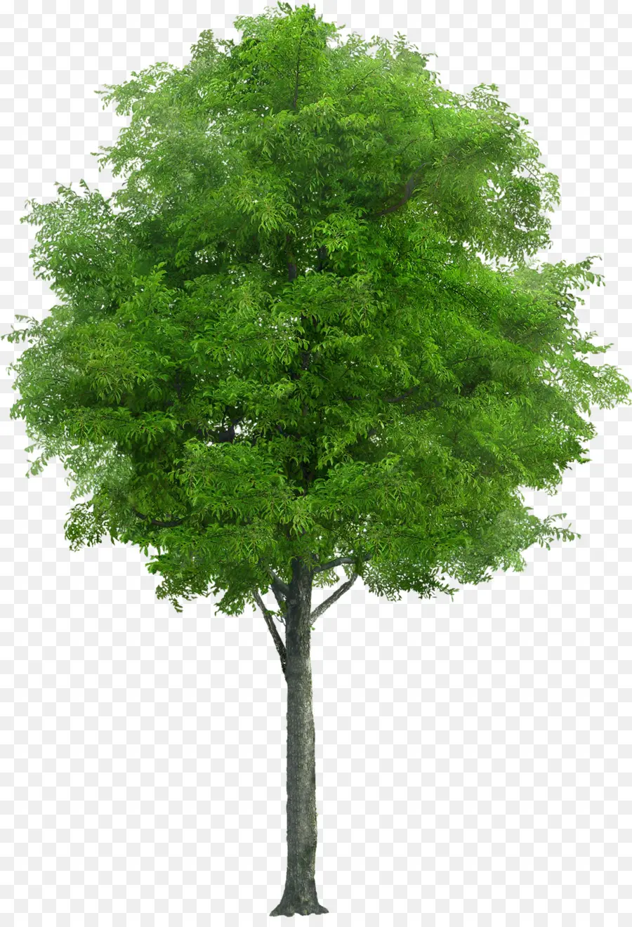 Árbol，Una Fotografía De Stock PNG