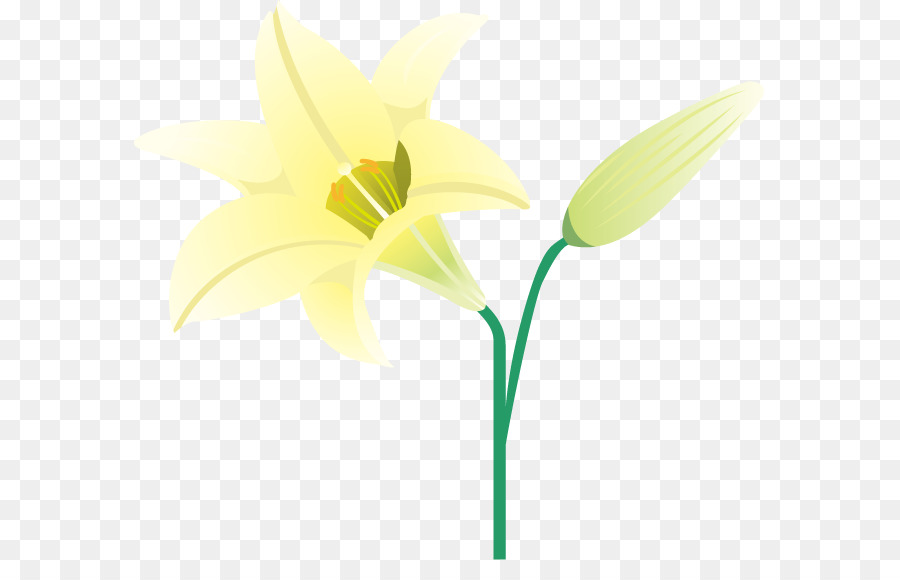 Narcisos，Amarillo PNG