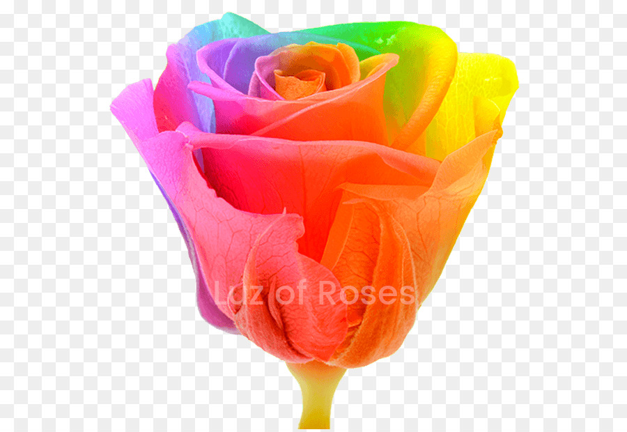 Las Rosas De Jardín，Rainbow Rose PNG