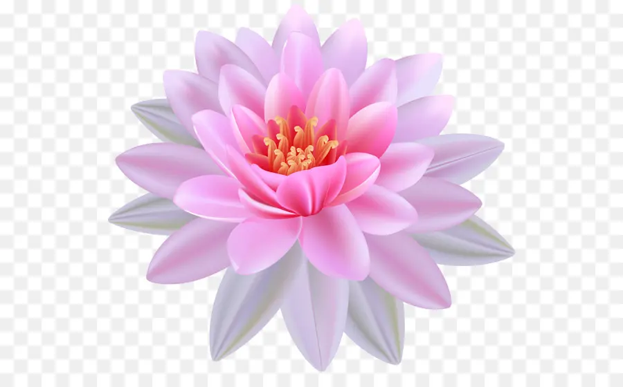 Egipcio De Lotus，Nelumbo PNG