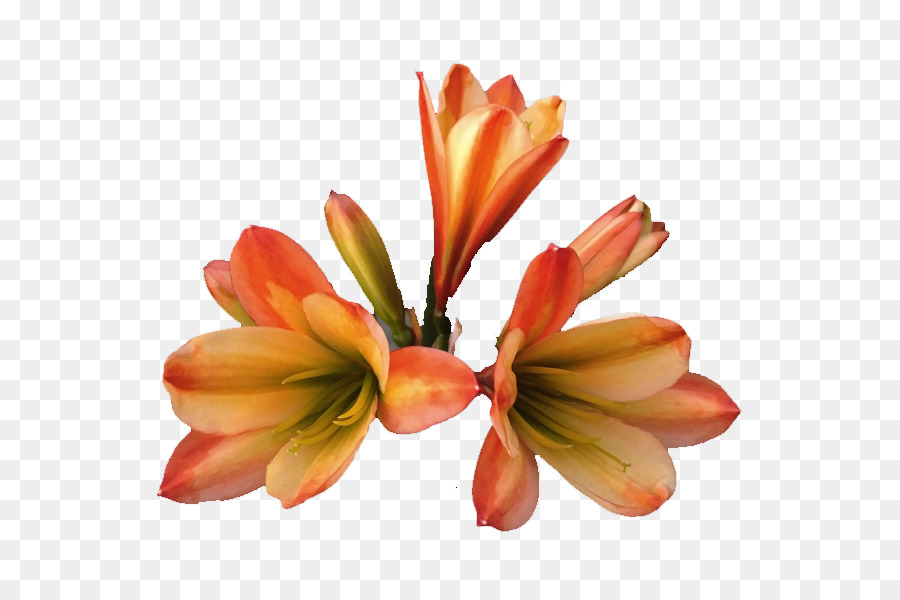 Flor Colorida，Florecer PNG