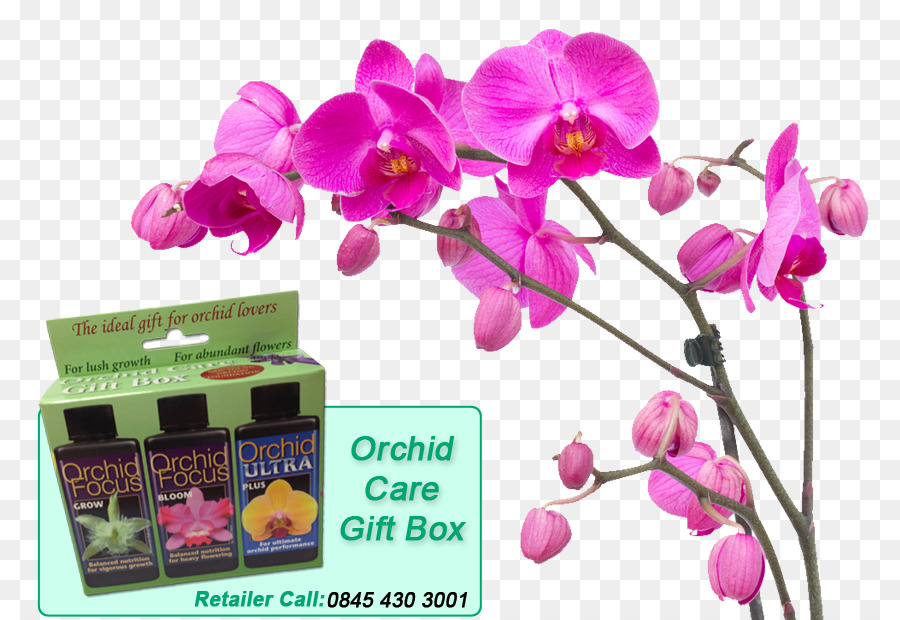 Caja De Regalo Para El Cuidado De Las Orquídeas，Orquídea PNG