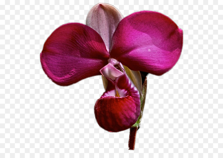 Orquídea Roja，Pétalos PNG