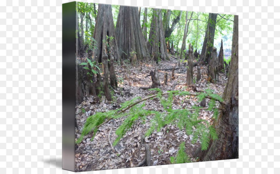 Bosque，La Reserva Natural De PNG