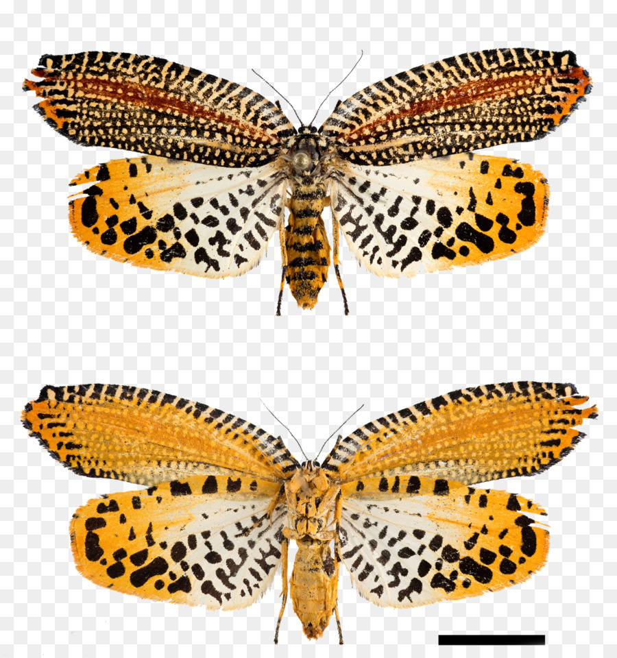 Brushfooted Mariposas，La Polilla PNG