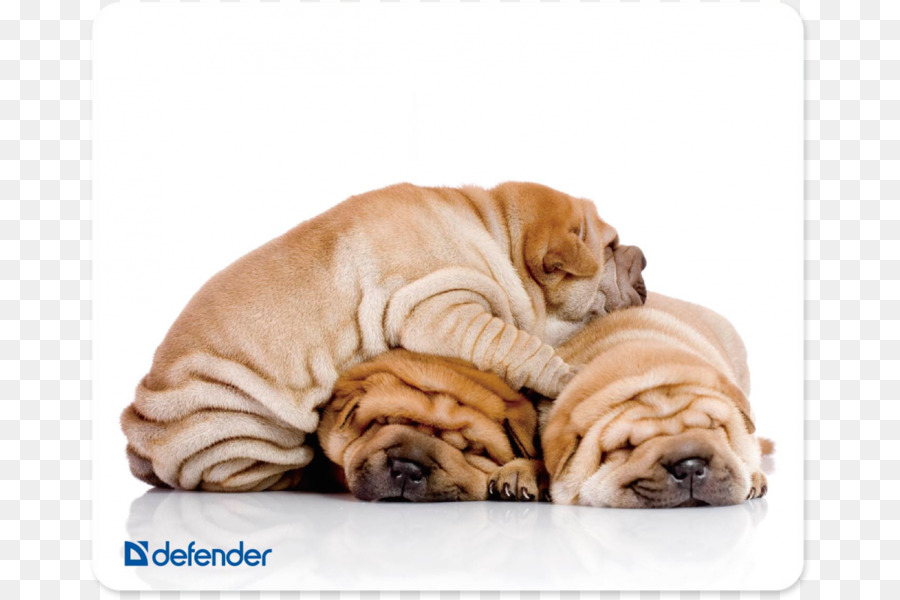 Shar Pei，Cachorro PNG