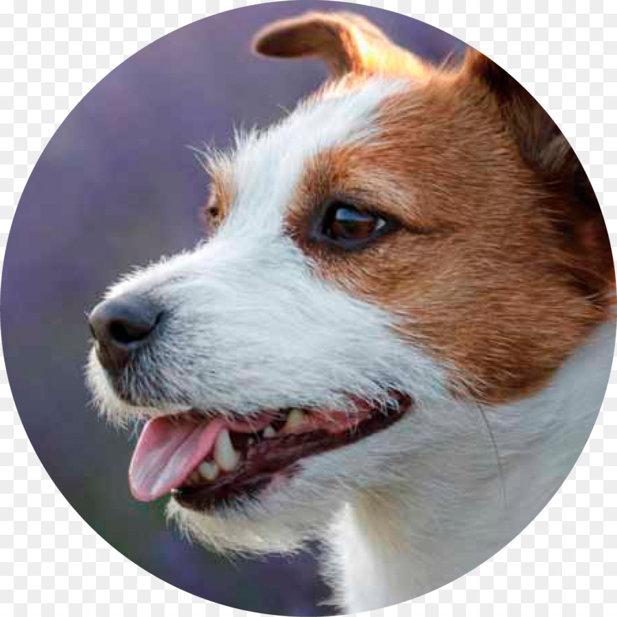 Perro，Cachorro PNG