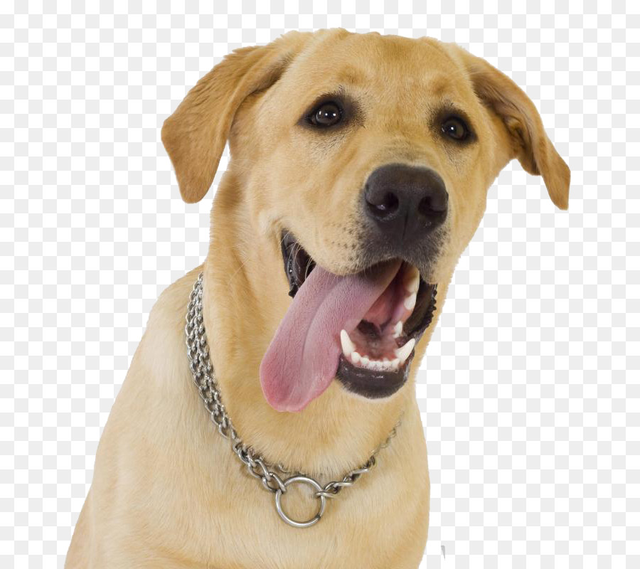 Perro，Mascota PNG