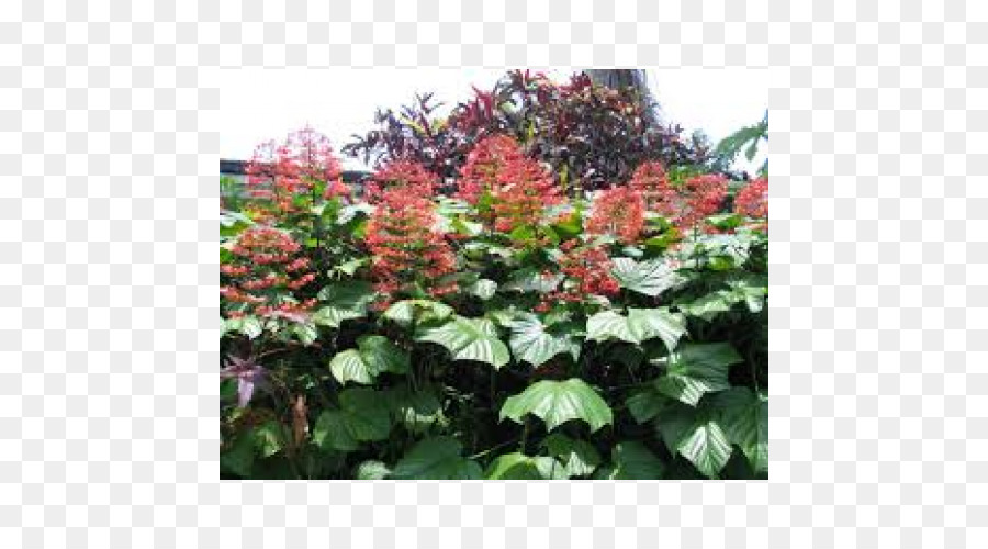 Hortensia，Clerodendrum Paniculatum PNG