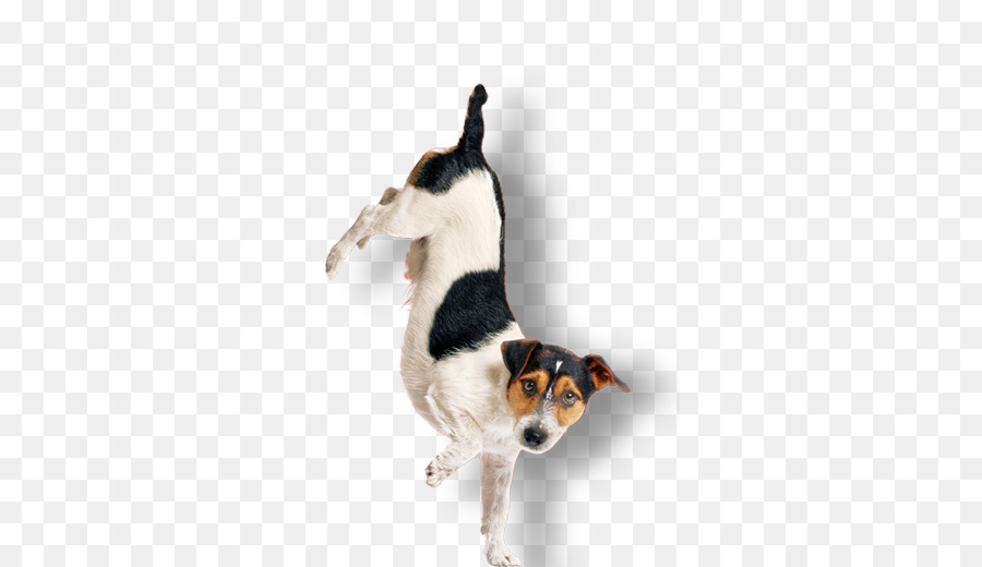 Raza De Perro，Perro PNG