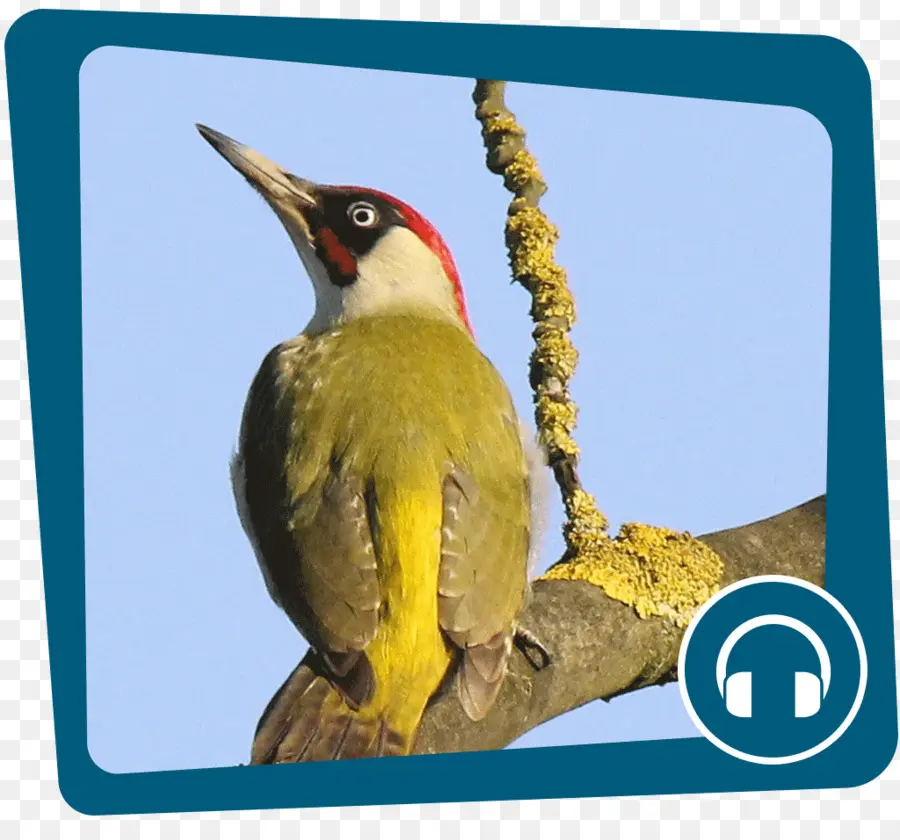 Woodpecker，Internet PNG