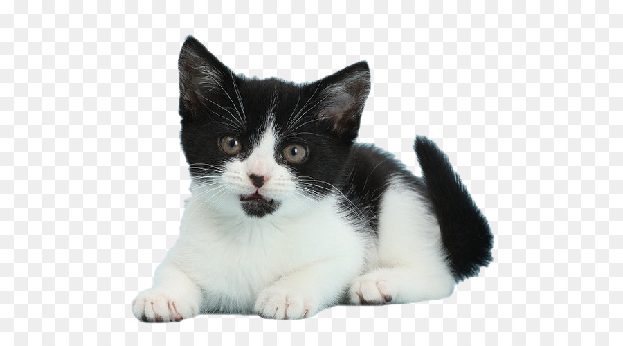 Gatito，Bigotes PNG