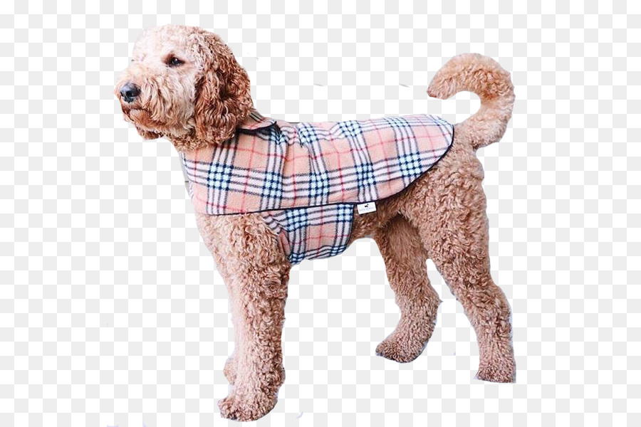 Poodle Estándar，En Miniatura Caniche PNG