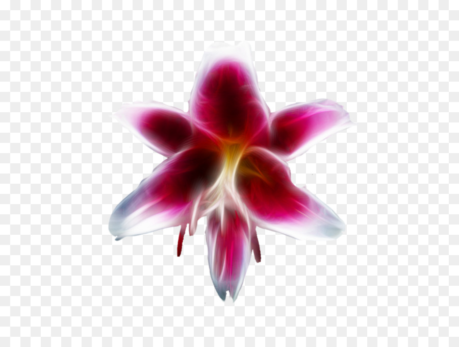 La Polilla De Las Orquídeas，Primer Plano PNG