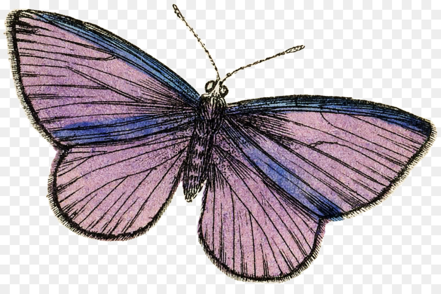 La Mariposa Monarca，Nublado Amarillos PNG