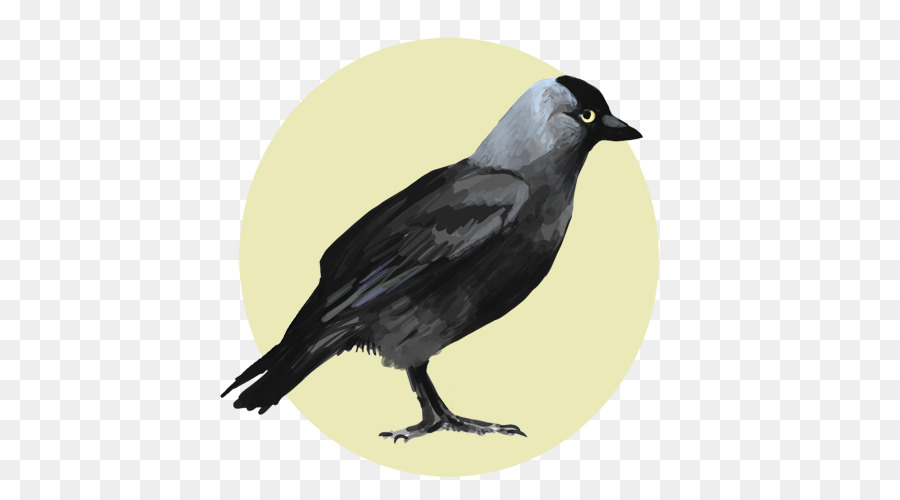 Pájaro，Cuervo PNG