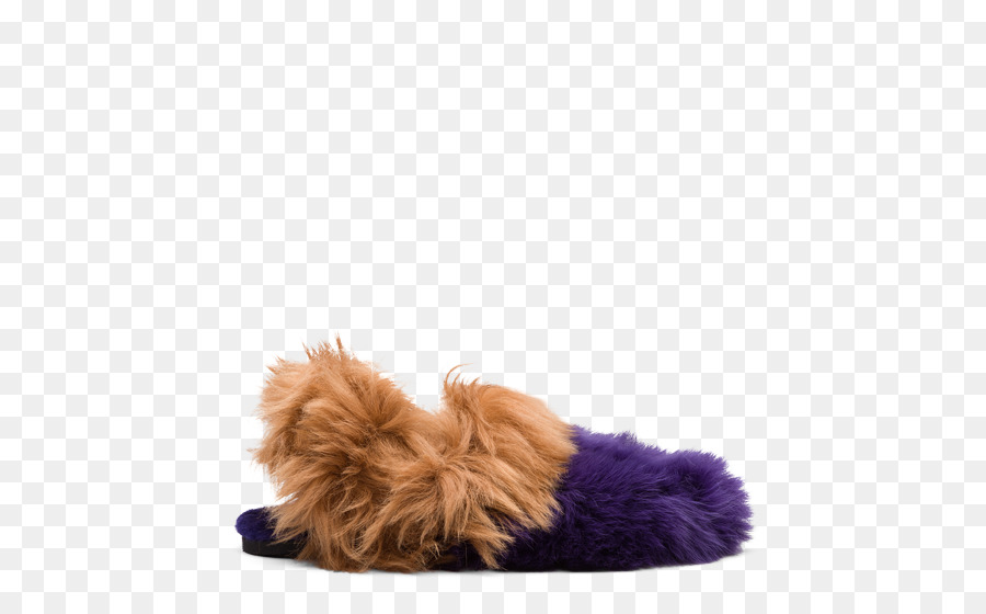 Raza De Perro，Zapatilla PNG