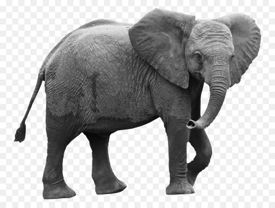 Elefante En Equilibrio，Elefante PNG