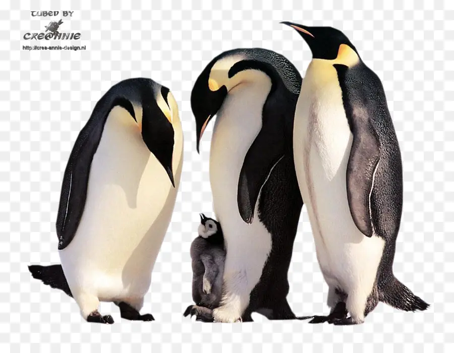 Pingüinos，Aves PNG