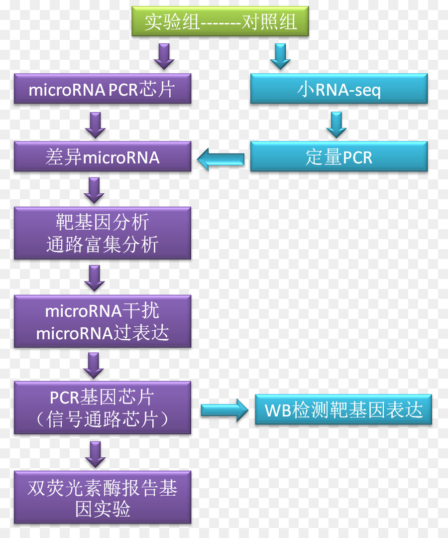 La Investigación，Microrna PNG