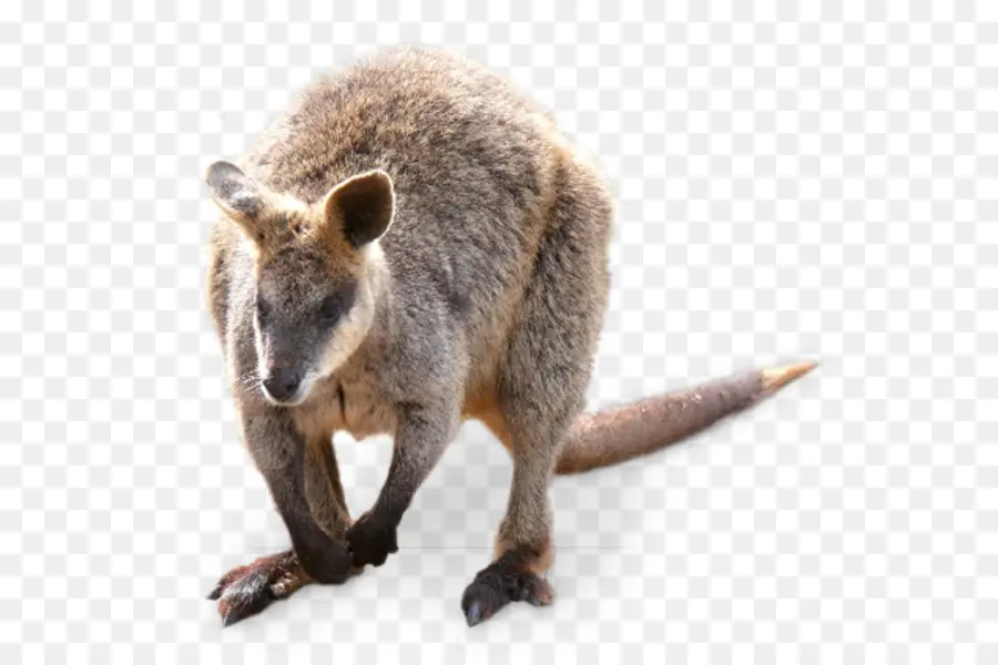 Canguro，Marsupial PNG