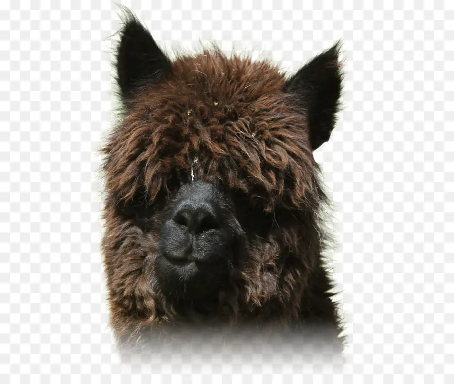 Alpaca Marrón，Animal PNG